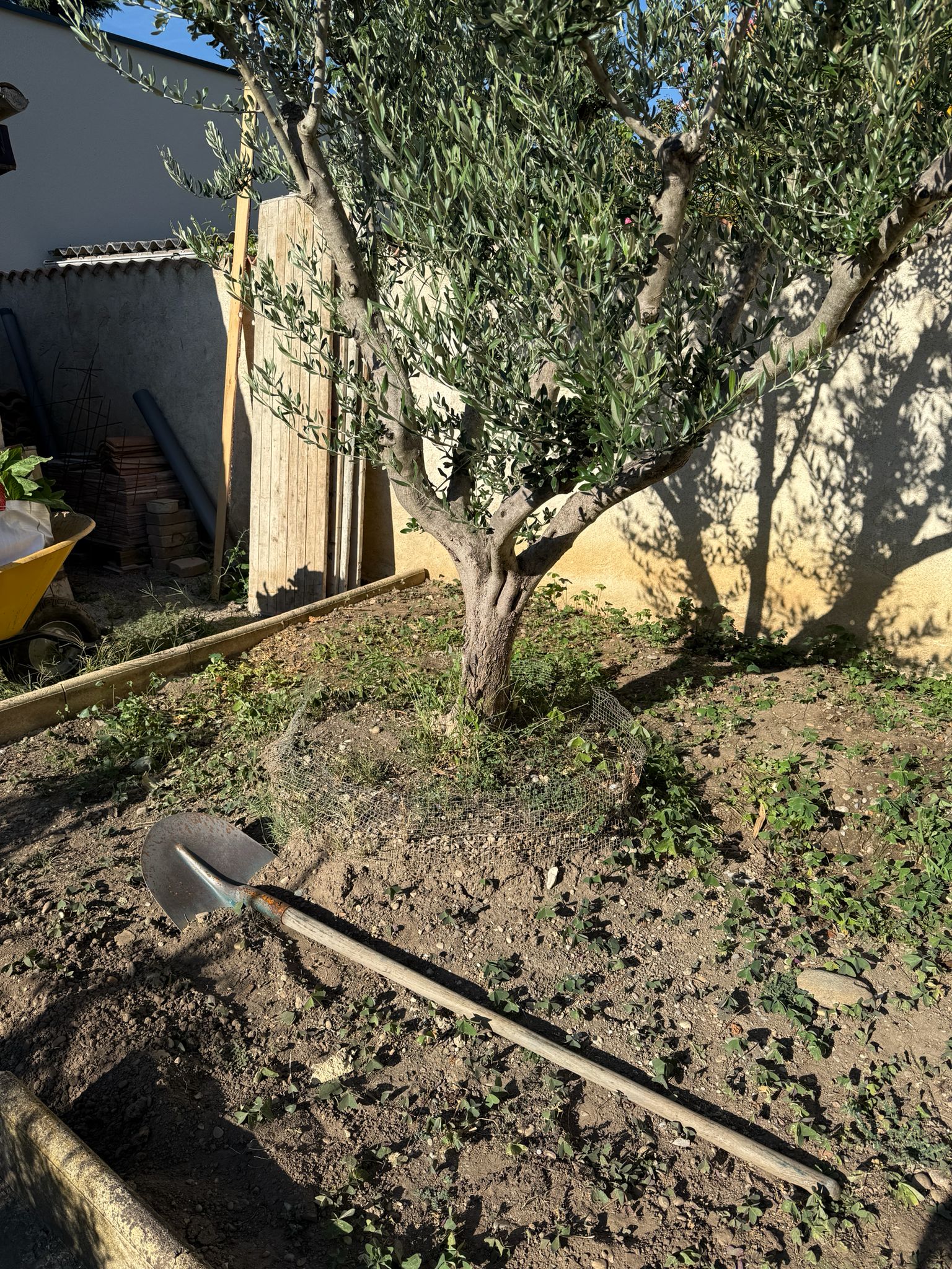 amengement_gazon_muret_olivier_eclairage(1)