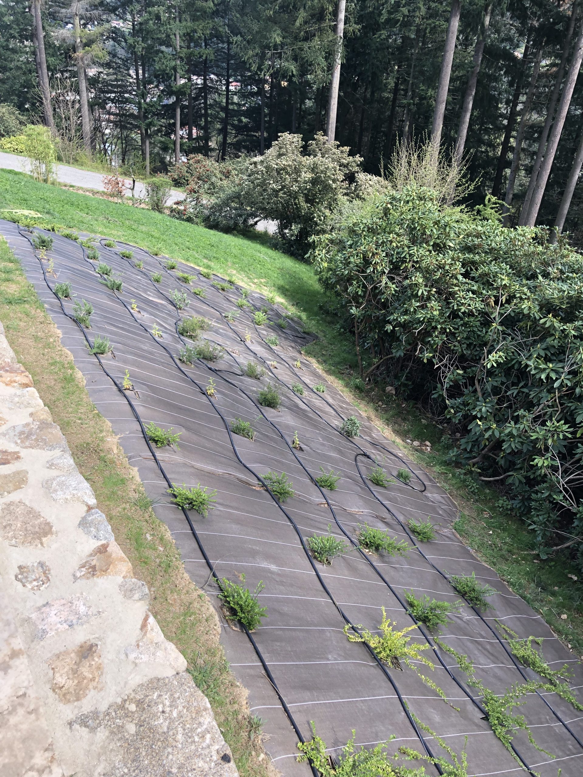 creation_paysagere_toile_paillage_gazon (7)