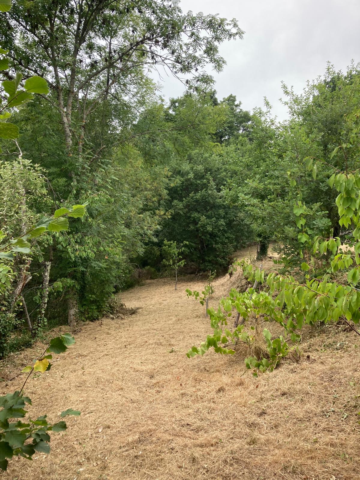 entretien_taille_debrousaillage_haie (1)