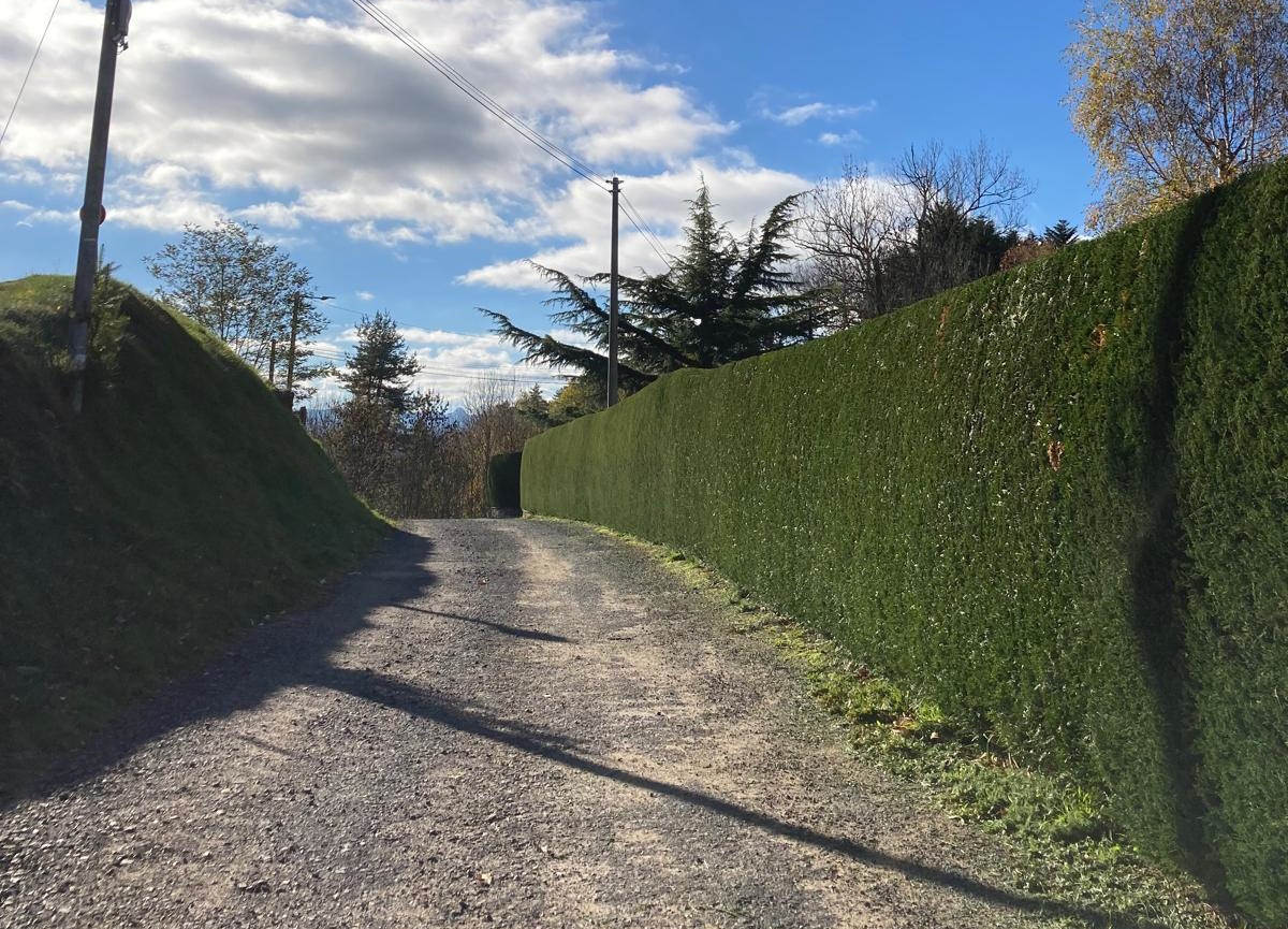 entretien_taille_debrousaillage_haie (1)