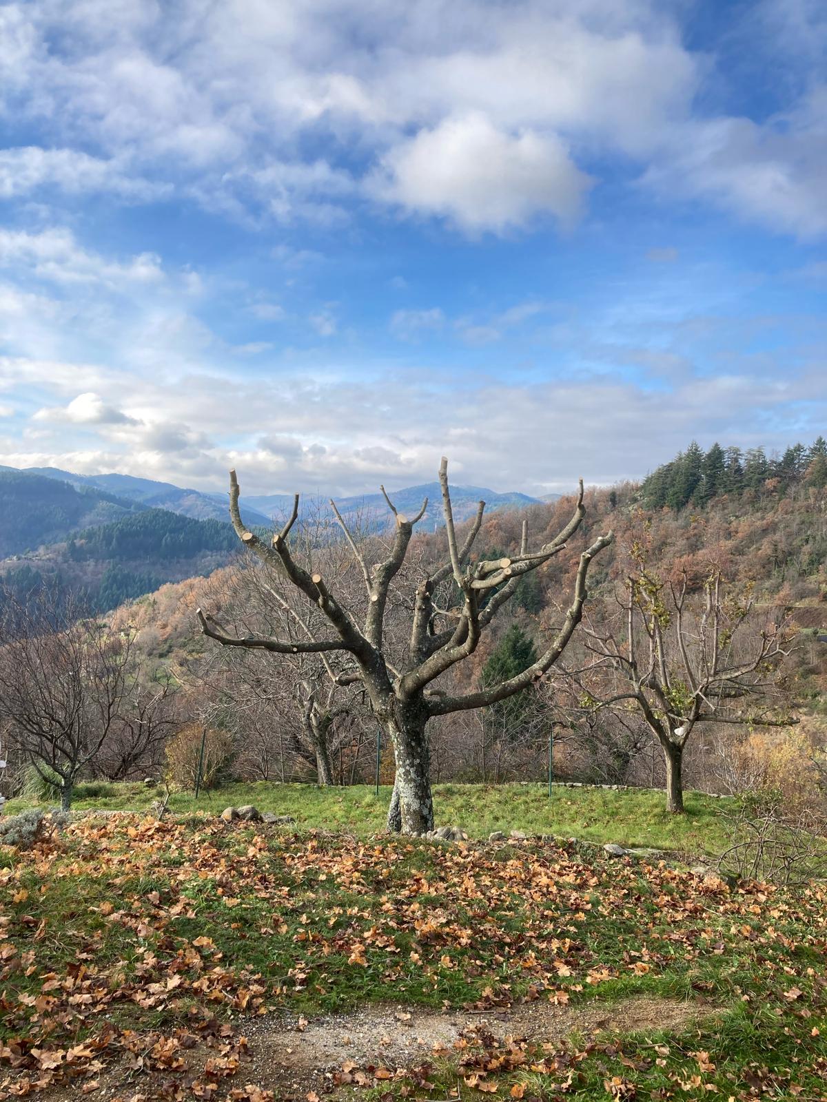 entretien_taille_debrousaillage_haie (10)