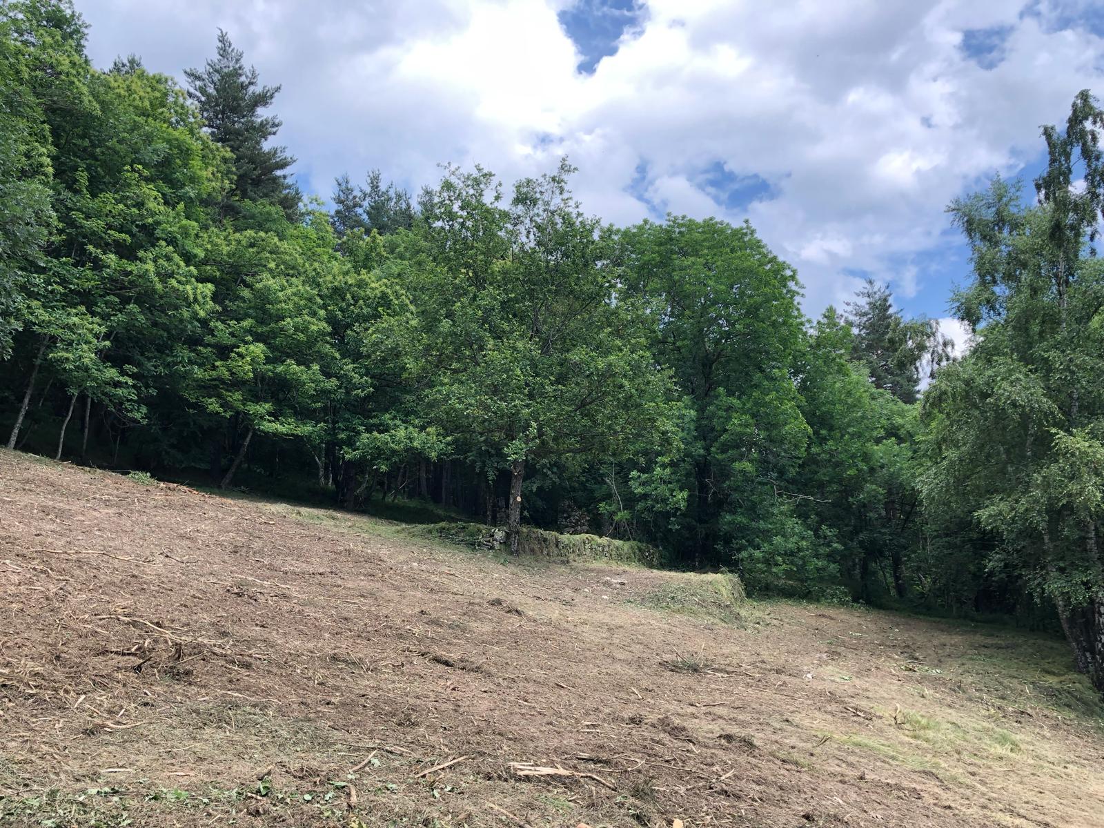 entretien_taille_debrousaillage_haie (12)