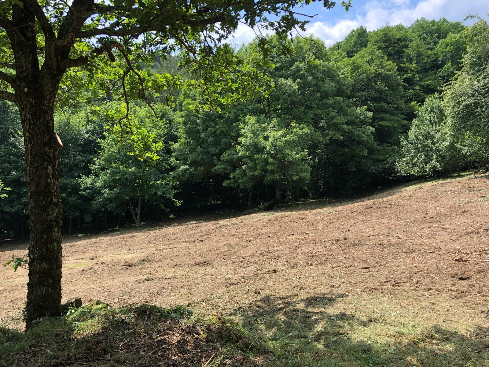 entretien_taille_debrousaillage_haie (13)