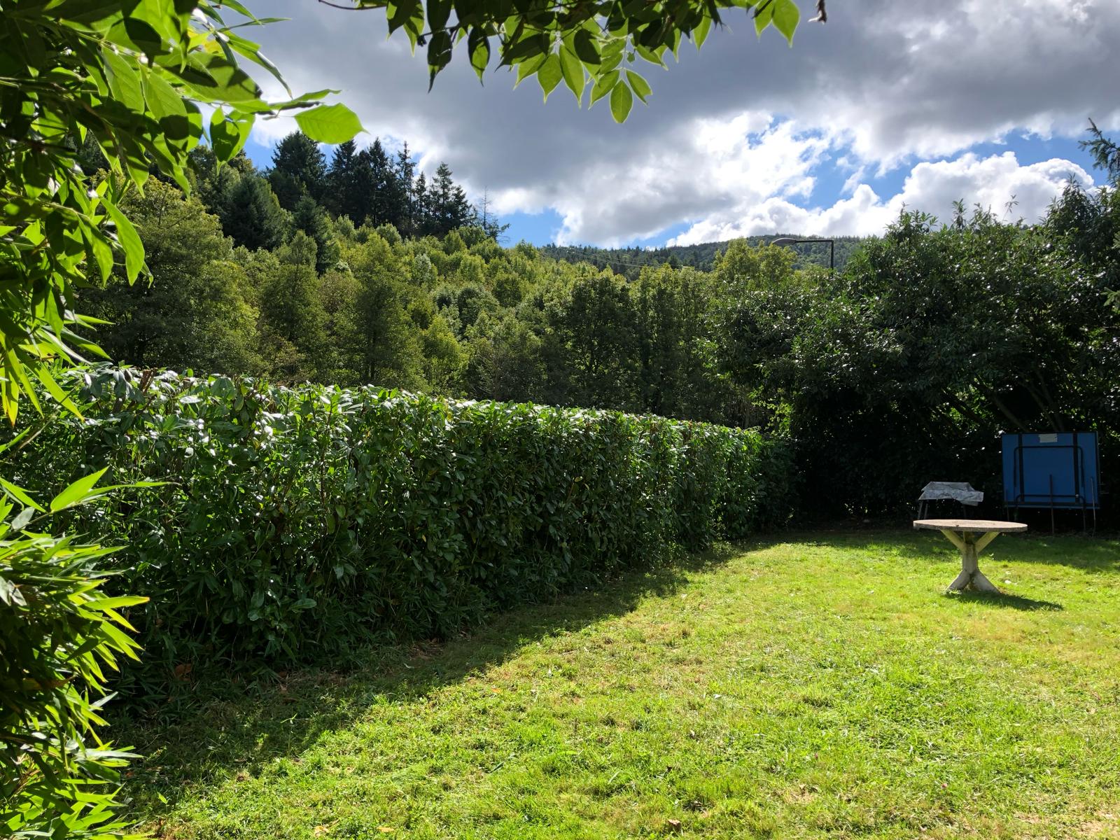 entretien_taille_debrousaillage_haie (14)