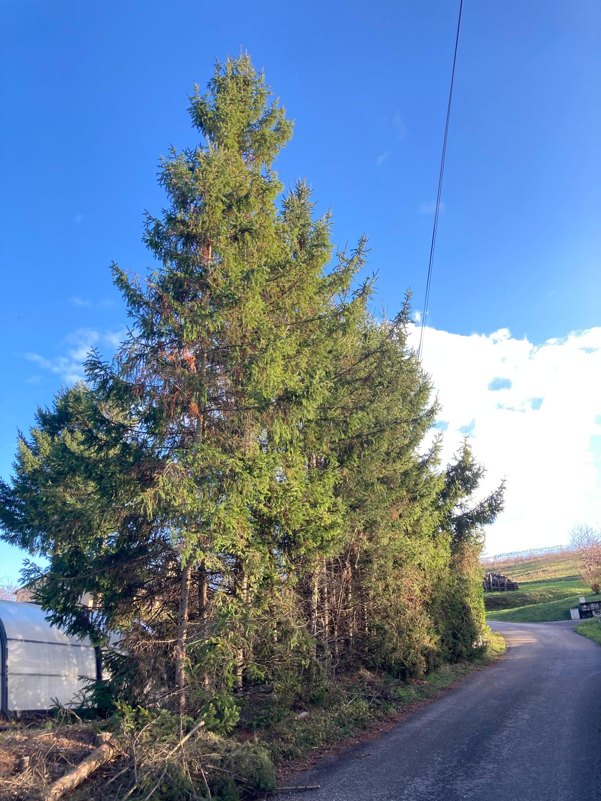 entretien_taille_debrousaillage_haie (5)