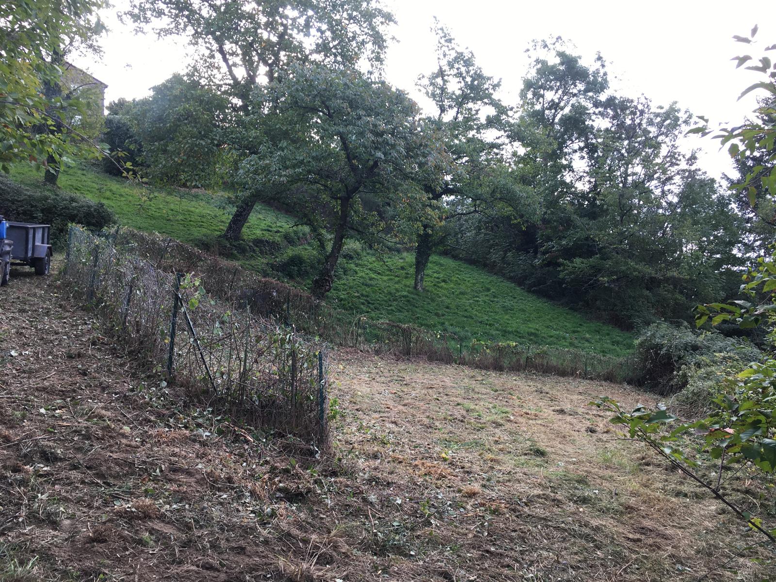 entretien_taille_debrousaillage_haie (9)